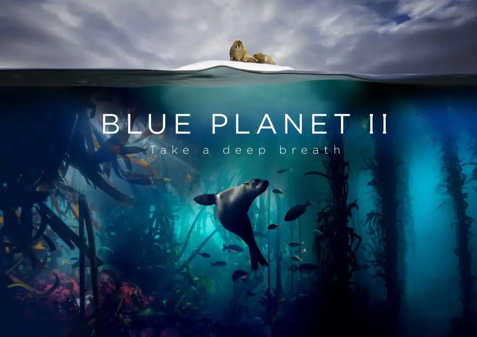 Blue Planet II poster with a seal underwater.
