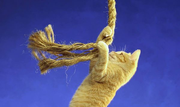 Orange tabby cat playing with rope.