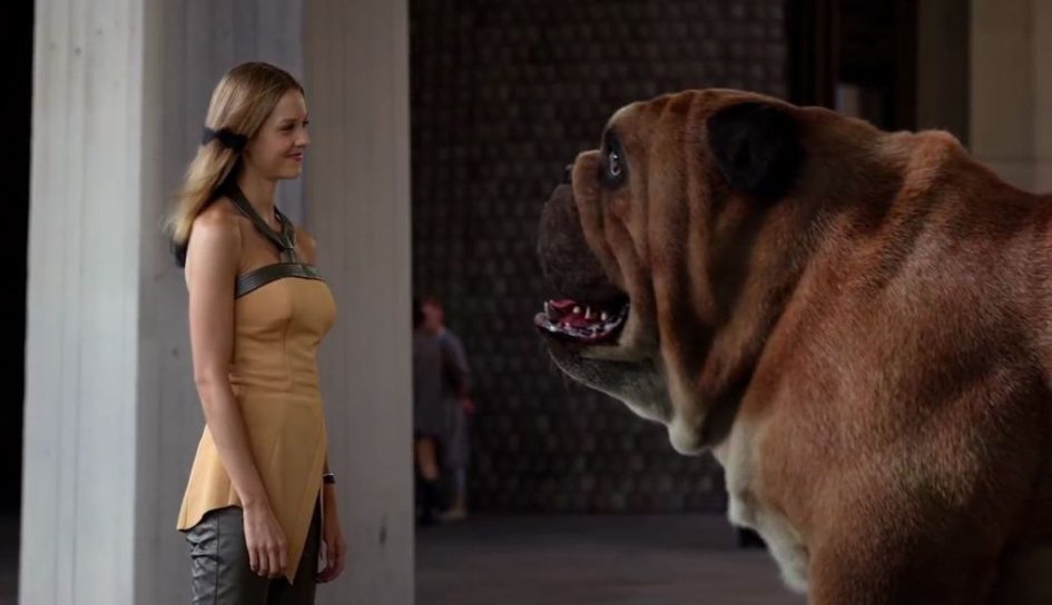 A woman in a dress looks at a large dog.